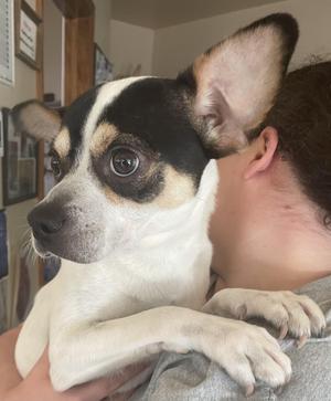 Obie, Rat Terrier / Jack Russell Terrier, puppy, available for adoption