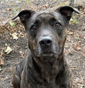 GRACIE MAE, Pit Bull Terrier / Mixed Breed, adult, available for adoption