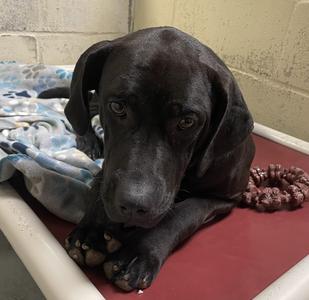 Ruth, Cane Corso / Black Labrador Retriever, young, available for adoption
