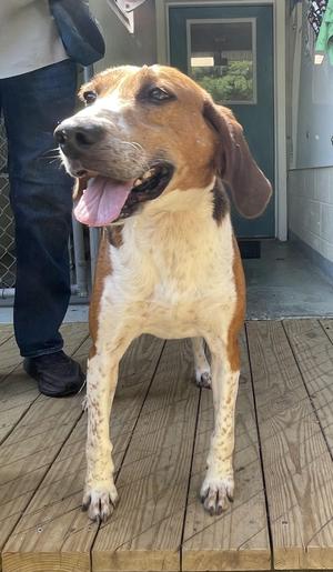 Willie Nelson, Black and Tan Coonhound / Coonhound, adult, available for adoption