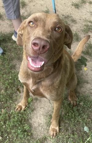 Indi, Chesapeake Bay Retriever / Coonhound, young, available for adoption