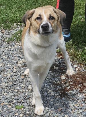 Little Man, Beagle / Yellow Labrador Retriever, young, available for adoption