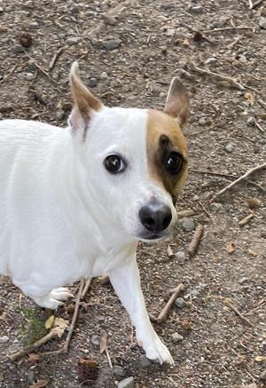 Puddles, Jack Russell Terrier / Mixed Breed, adult, available for adoption