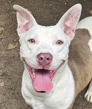 Bella Rose, American Bulldog / Pit Bull Terrier, young, available for adoption