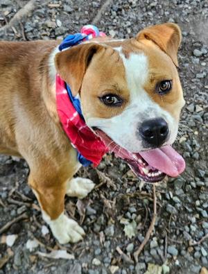 Simba, Staffordshire Bull Terrier / Mixed Breed, young, available for adoption