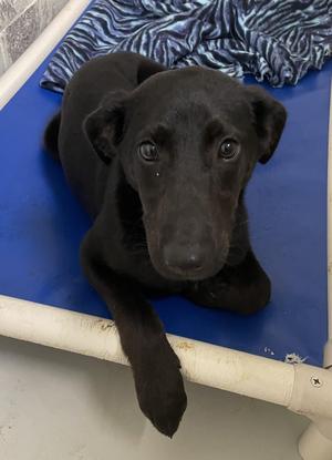 Carolina, Black Labrador Retriever / Mixed Breed, young, available for adoption
