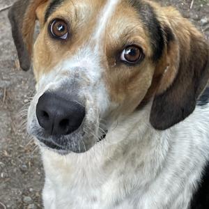 Elton John, American Foxhound / Coonhound, young, available for adoption