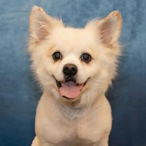 A small white dog with fluffy fur and perked-up ears is sitting against a blue background. The dog has dark, expressive eyes and a black nose, and its mouth is open with its tongue slightly out, giving it a happy and friendly expression. The dog's fur appears well-groomed, and the overall image is a close-up portrait of the dog.