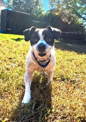 Wilson, Jack Russell Terrier / Chihuahua, adult, available for adoption
