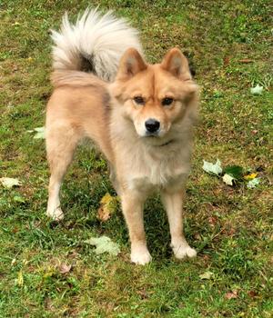 Ella, Shiba Inu / Chow Chow, adult, available for adoption