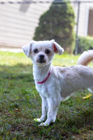 Leila, Maltese / Chihuahua, adult, available for adoption