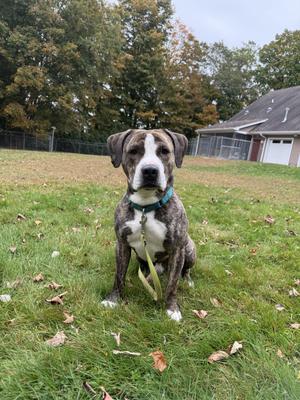Yoshi, Pit Bull Terrier / Boxer, adult, available for adoption