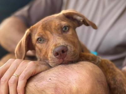 Gus, Hound, puppy, available for adoption