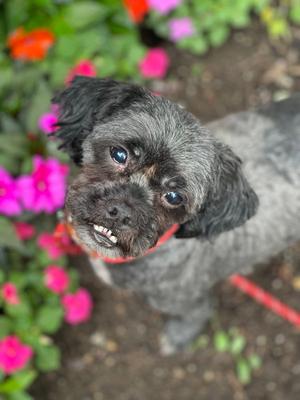 THEO, Shih Tzu, adult, available for adoption