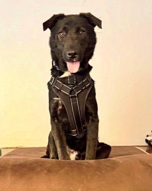 Ernie, Shepherd / Labrador Retriever, adult, available for adoption