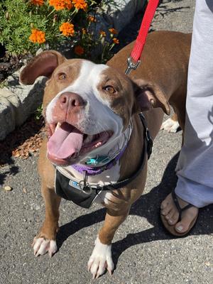 Polly, Terrier, adult, available for adoption