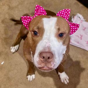 Polly, Terrier, adult, available for adoption