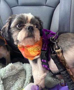 Bluey, Shih Tzu, young, available for adoption