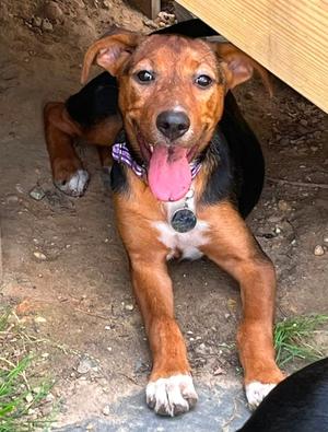 Lexi, Terrier, young, available for adoption