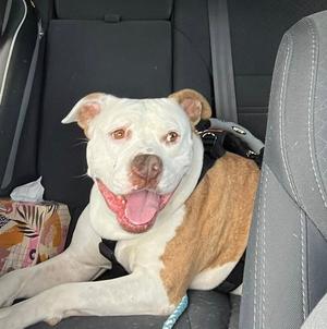 Grace, Terrier, adult, available for adoption
