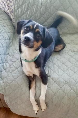 A black, white, and brown dog with a green collar lying on a quilted couch.