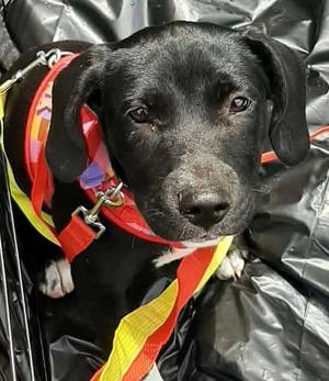 Gem, Terrier, puppy, available for adoption