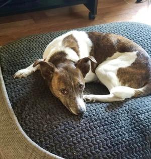 Pixie, Jack Russell Terrier, young, available for adoption