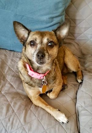 Sable, Chihuahua, adult, available for adoption