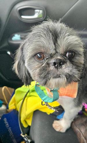 Ozzy, Shih Tzu, adult, available for adoption