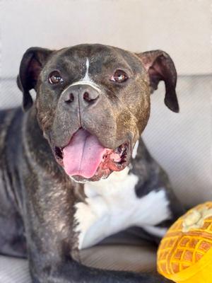 Cheetah, Terrier, adult, available for adoption
