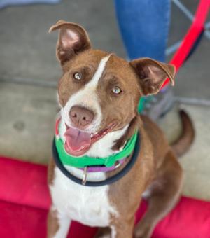 Wanda, Collie / Hound, young, available for adoption