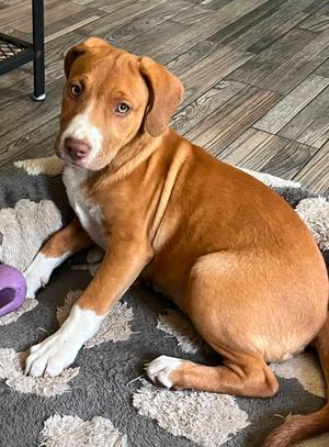 Ruby, Terrier, puppy, available for adoption