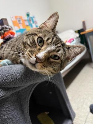 Brody, adult, available for adoption