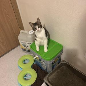Harley, kitten, available for adoption