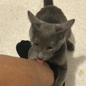 Ricky, kitten, available for adoption