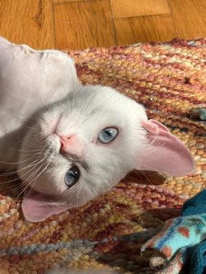 Mila, young, available for adoption