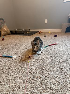 A gray tabby cat playing with a red laser pointer on a carpeted floor.