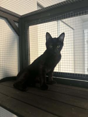 Cardi B, kitten, available for adoption