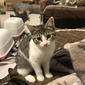 Quinn, kitten, available for adoption