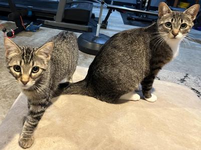 Mena and Jade, young, available for adoption