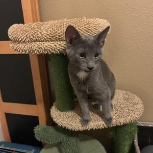 Lucy, kitten, available for adoption