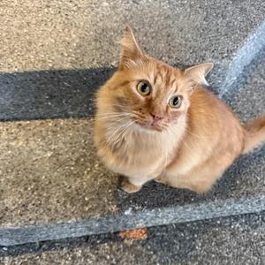 A ginger cat sitting on a concrete surface, looking up with wide eyes.