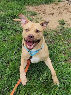 Halo, Pit Bull Terrier, adult, available for adoption