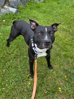 Kenzo, Pit Bull Terrier, adult, available for adoption
