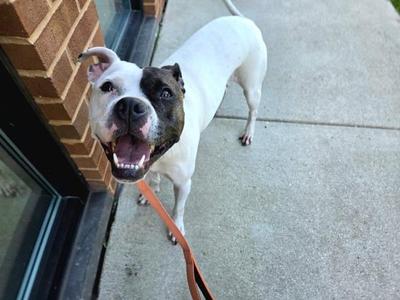Gelato, Pit Bull Terrier, adult, available for adoption