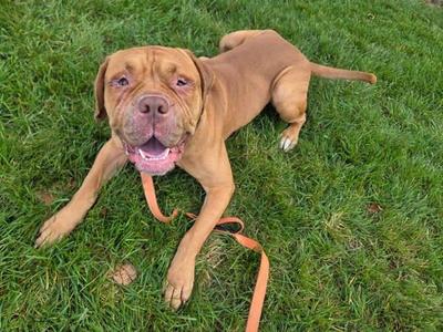 A brown dog lying on grass with a leash attached to its collar.