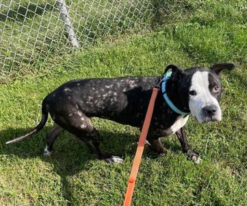 Devo, Pit Bull Terrier, adult, available for adoption