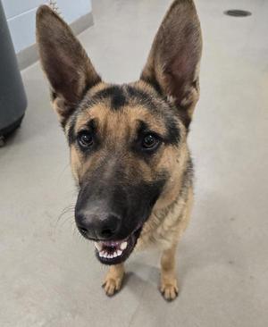 A German Shepherd dog with a black and tan coat, standing on a concrete floor, looking directly at the camera with its mouth slightly open, showing its teeth.