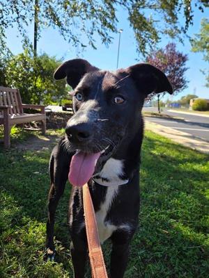Bean, Siberian Husky / Labrador Retriever, young, available for adoption