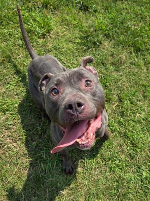 Dr. Draken, Pit Bull Terrier, adult, available for adoption